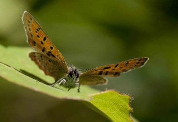 Zum Internationalen Tag der biologischen Vielfalt: Mehr als 1.900 Rote Liste Arten im Nationalpark Eifel