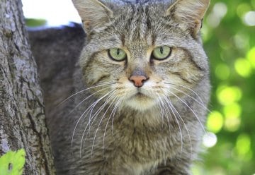 Zum Internationalen Tag des Artenschutzes am 3. März: Nationalpark Eifel bietet Heimat für 121 Wildkatzen