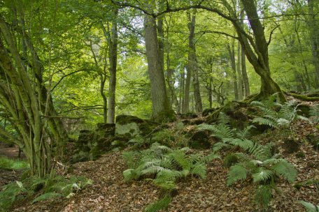 blick_laubewald_mittleres lorbachtal_kermeter_130805_02.jpg