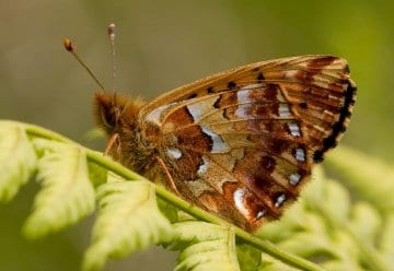 hochmoor-perlmutterfalter_boloria aquilonaris_wahlerscheid_pardey_100627_7.jpg