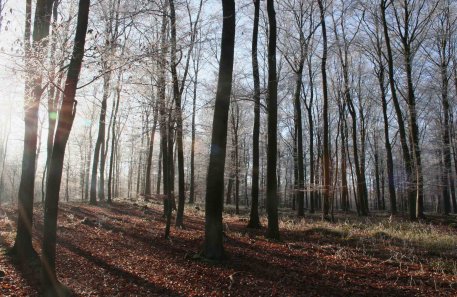 mal anders den Wald erleben: Bei einsetzender Dämmerung geht es in den dunklen Winterwald. Da heißt es Augen und Ohren auf. (Nationalparkverwaltung Eifel/A. Pardey)