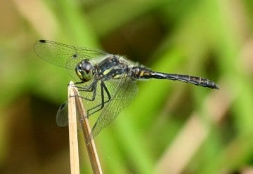 sympetrum danae_stauteich döppeskaul_070806_1a.JPG
